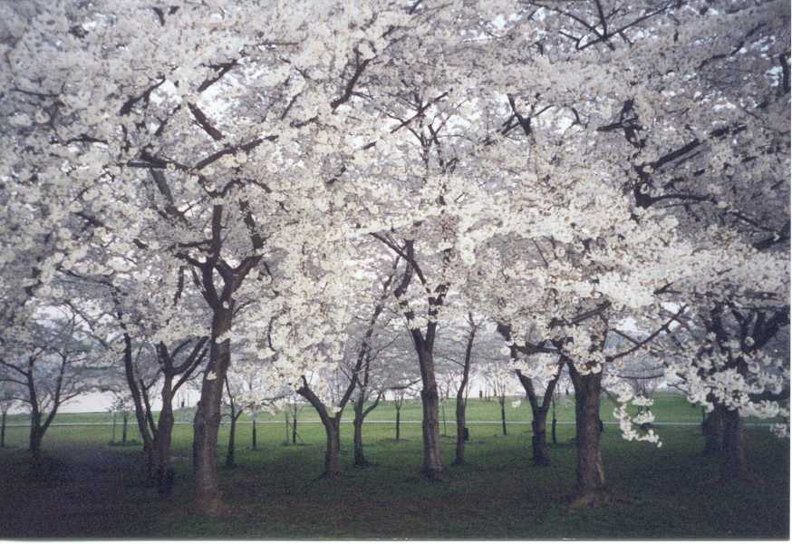 cherry trees